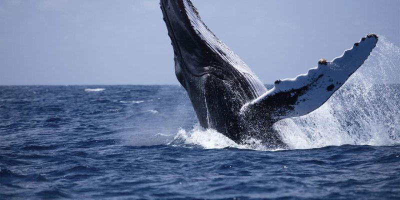 Cost-Of-Whale-Watching-Mirissa-Srilanka1