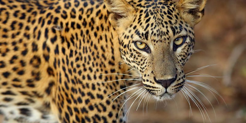 Sri-Lankan-Leopard