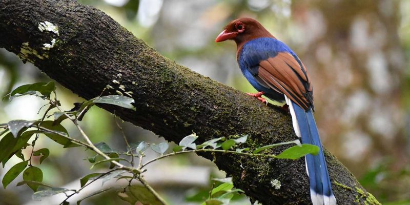 wildlife-in-sri-lanka